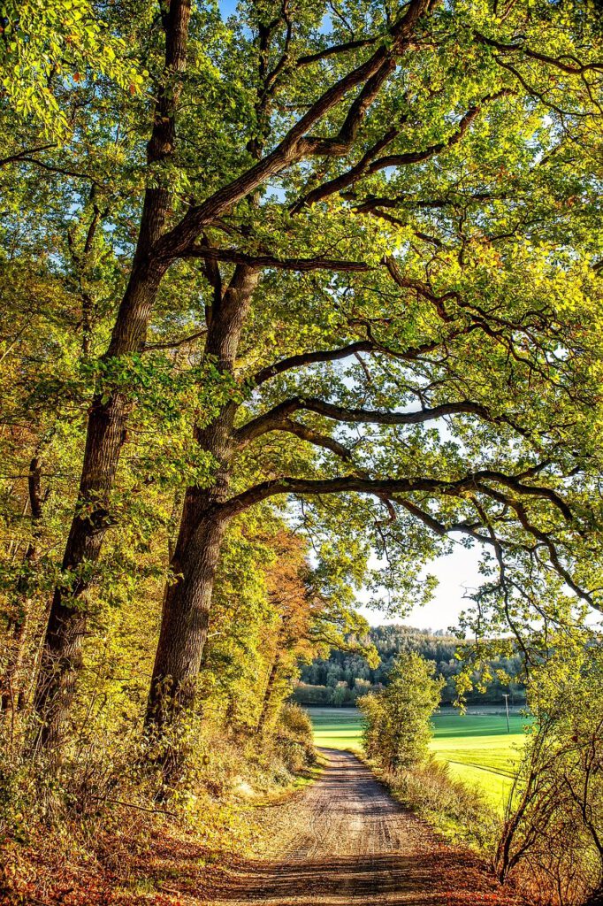 autumn forest, nature, tree